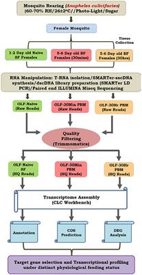 A Synergistic Transcriptional Regulation of Olfactory Genes Drives Blood-Feeding Associated Complex Behavioral Responses in the Mosquito Anopheles culicifacies